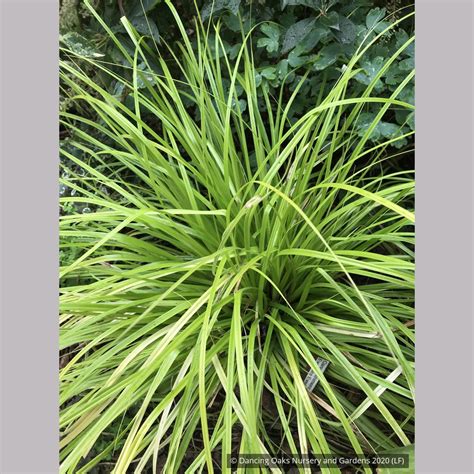 Carex Oshimensis Evercolor Everillo Everillo Sedge Dancing Oaks