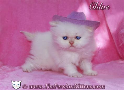 > all activity partners artists extreme face white persian kitten. PERSIAN KITTENS FOR SALE ADOPTION from Chicago Illinois ...