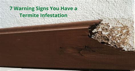 7 Warning Signs You Have A Termite Infestation