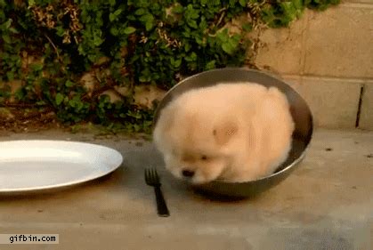 On this page you will find great dog gif animations. Bowl GIFs - Find & Share on GIPHY