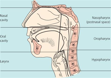 Tote bags are made from soft, durable. Head and Neck Cancer | Ento Key