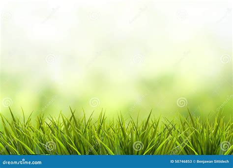 Grass And Green Blurred Background Stock Image Image Of Plant Beauty