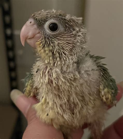 Baby Exotic Birds For Sale