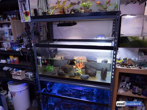 How To Set Up A Simple And Effective Quarantine Tank Reef Builders