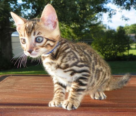 Adore Cats Bengals A Brown Spotted Rosetted Bengal Kitten For Sale