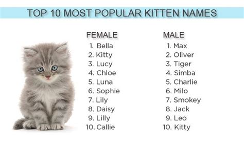 What Are The Most Popular Kitten Names Of 2012 Kitten Names Girl