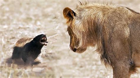 Fearless Honey Badgers Challenge Pride Of Lions