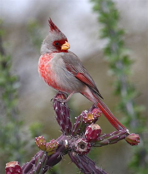 Desert Cardinal Pinpoint