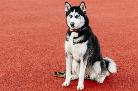 8 Truly Wonderful Sled Dog Breeds You Should Know About