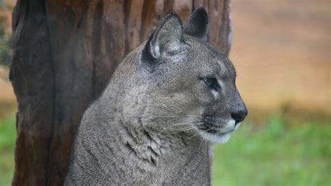 Reported Cougar Sightings In East Red Deer Prompt Safety Warnings