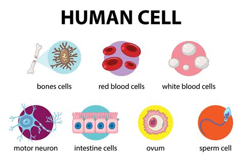 Diagram Of Human Cell For Education 1762228 Vector Art At Vecteezy
