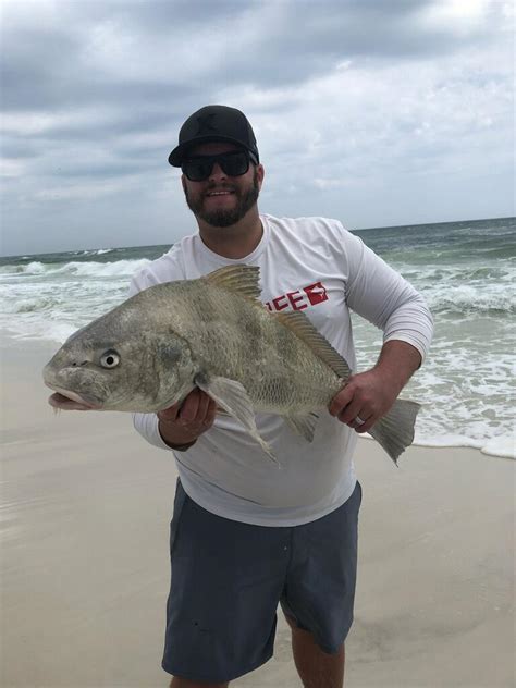 Big Ugly From The Surf Navarre Beach Fl Fishing