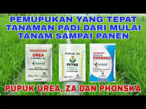 Cara Pemupukan Tanaman Padi Menggunakan Pupuk Urea Za Dan Phonska