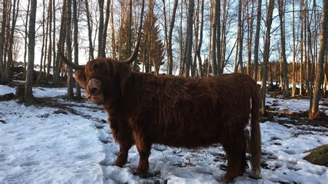 Scottish Highland Cattle In Finland 10th Of January 2020 And Some Cows