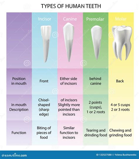 Types Of Teeth Realistic Various Human Stock Vector Illustration Of