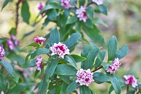 10 Winter Flowering Plants For Your Pacific Northwest