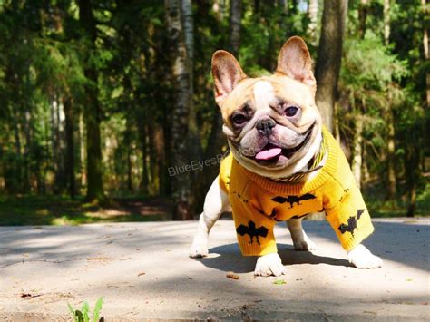 How To Stop French Bulldog Puppy From Biting 5 Best Tips