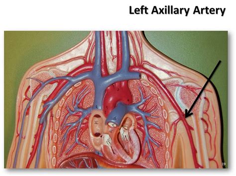 Left Axillary Artery The Anatomy Of The Arteries Visual Flickr