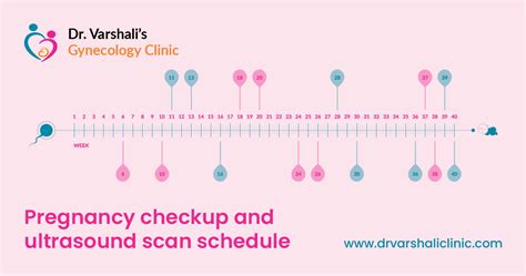Pregnancy Check Up Tests And Baby Ultrasound Scan Schedule