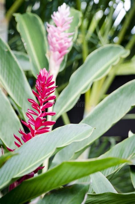 Tropical Ginger Flowers Stock Image Image Of Plant Tropics 43757249