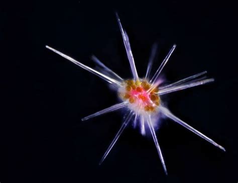 Radiolarian Microscopic Photography Plankton Deep Sea Creatures