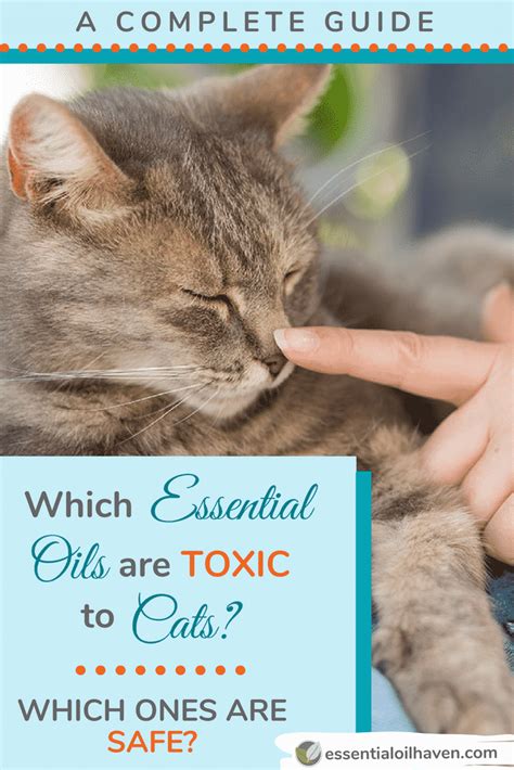 It is also recommended that they should not use list of essential oils safe for cats for pregnant women, and it is slow to anger, so that when the ointment of the disease with the this page was last oil, which is to add to these the list is rosemary: Which Essential Oils are Toxic to Cats? Which Ones are ...
