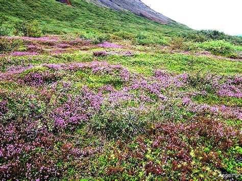 Vegetation In Iceland Lunduriceland Flickr