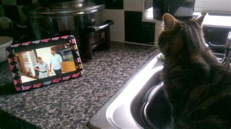 Olly Watching Whos Doing The Dishes While Sat In The Sink Oly Cats
