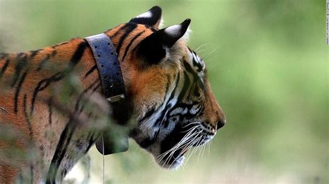 Can Tigers Claw Their Way Back From Extinction Cnn