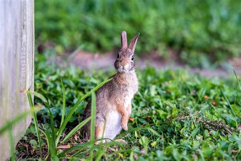 11 ways to get rid of rabbits