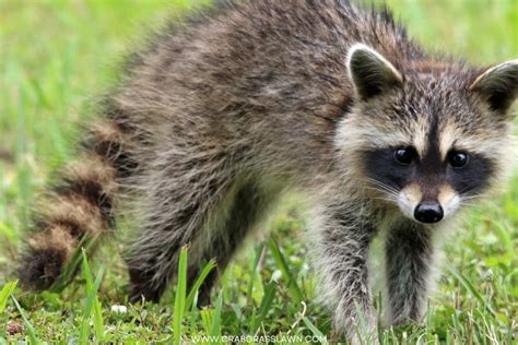 How To Stop Raccoons Digging Up Lawn 2024 Crabgrasslawn