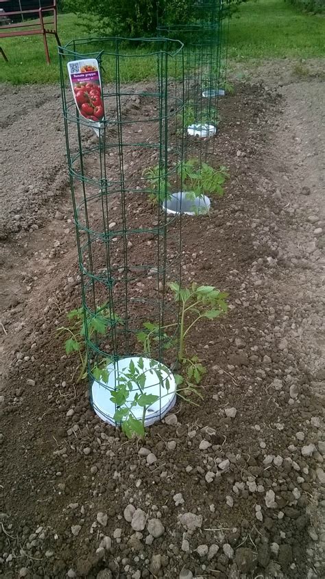 Plants De Tomates Tuteur Grillagé Et Réserve Deau Mon Jardin Astuce