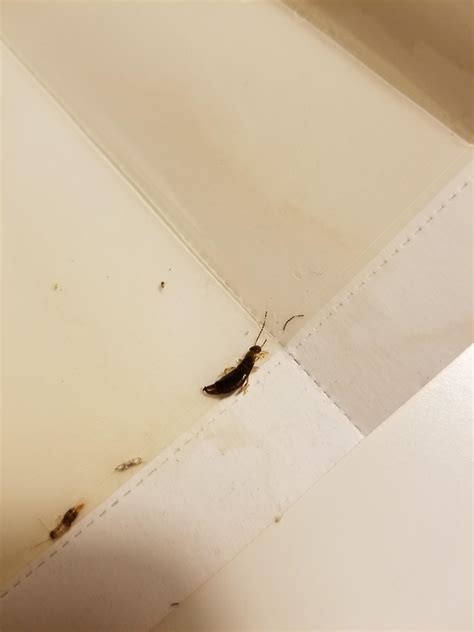 Found These Bugs On The Wall And Bathroom Floor What Are They R