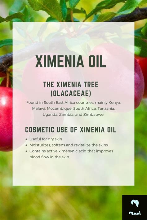 African Beauty Secrets Ximenia Oil Ximenia Oil Is Extracted From