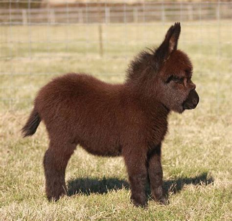 20 Cute And Cuddly Baby Donkeys Cute Overload
