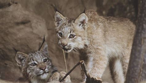 Img9 Lynx Kittens Playing At Mn Zoo Karirutzen Flickr