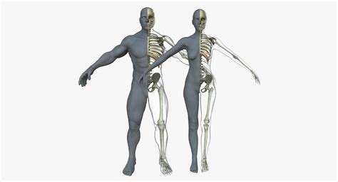 Male Female Skeleton With Skin Texture Collection 3d Model Cgtrader