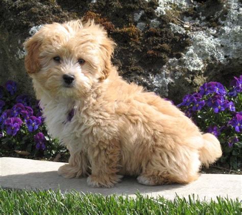 lhasapoo puppies luxury puppies   long island