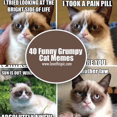 15 Super Funny Grumpy Cat Memes Clean Factory Memes