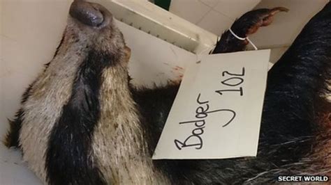 Badger Cull Wildlife Charity Claims To Find Shot Animal Bbc News