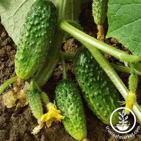 Hybrid Cucumber Seeds Salad Bush Buy Vegetable Garden Seeds Online