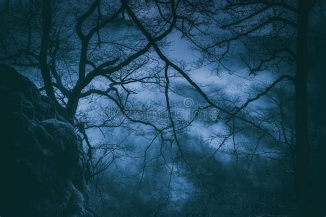 Spooky Trees With Scary Branches At Night Stock Photo Image Of Horror