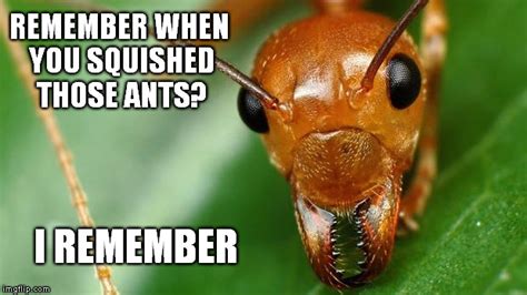 Ants Remember Imgflip