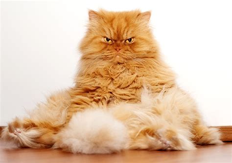 An Orange Persian Cat Named Garfi Has Become The Next Feline With A