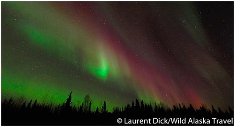Colorful Northern Lights Aurora Borealis Over Interior