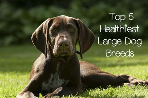 As the largest breed, they are dignified, watchful, courageous, protective, fearless. What Are the Most Healthy Dog Breeds? - DogVills