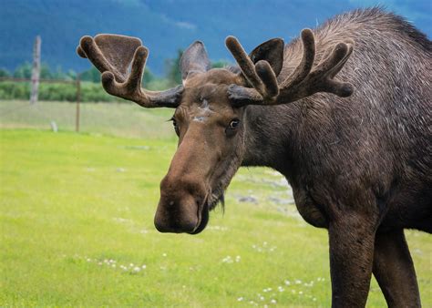 Moose Alaska Wildlife Conservation Center Portage Ak Two Flickr