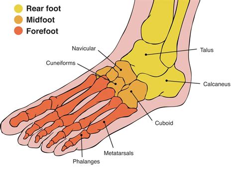 Why Does The Top Of My Foot Hurt Watsonia Podiatry