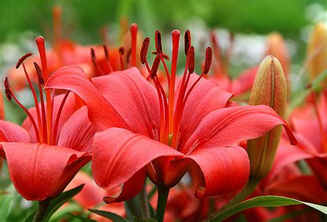 Lily flowers dangerous to cats. Take It from a Vet: Lilies Are Toxic to Cats - Catster