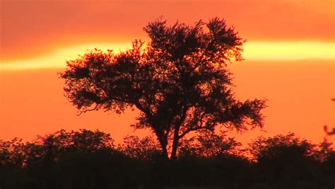 Acacia Tree Silhouette And African Stock Footage Video
